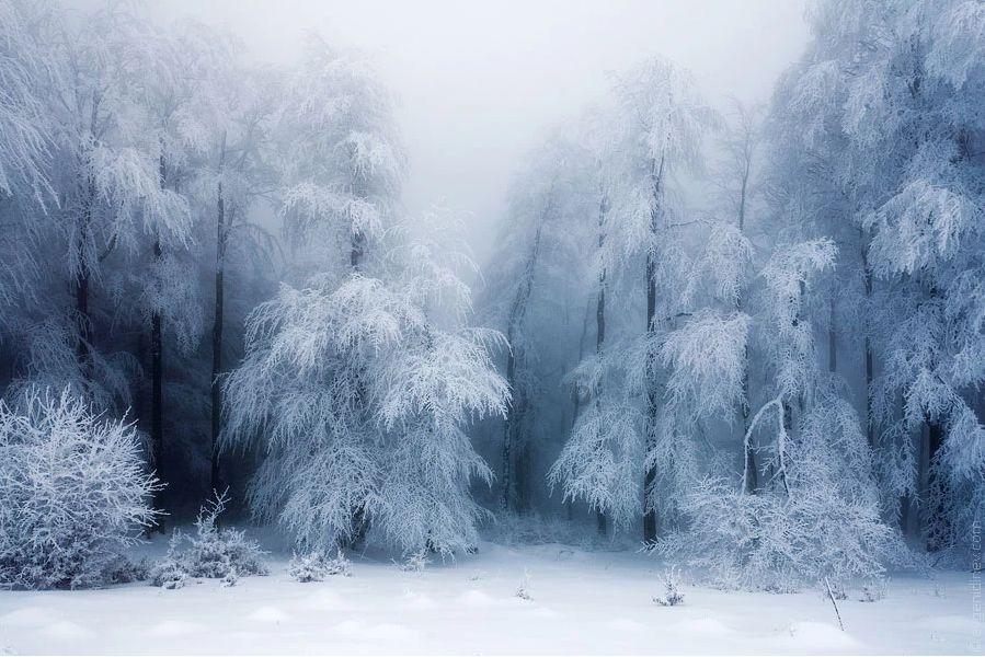 梦想之森